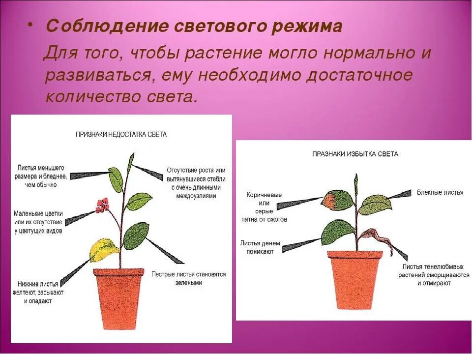 В чем особенность процесса роста у растений. Световой режим комнатных растений. Влияние освещенности на растения. Недостаток света у растений. Схема комнатного растения.