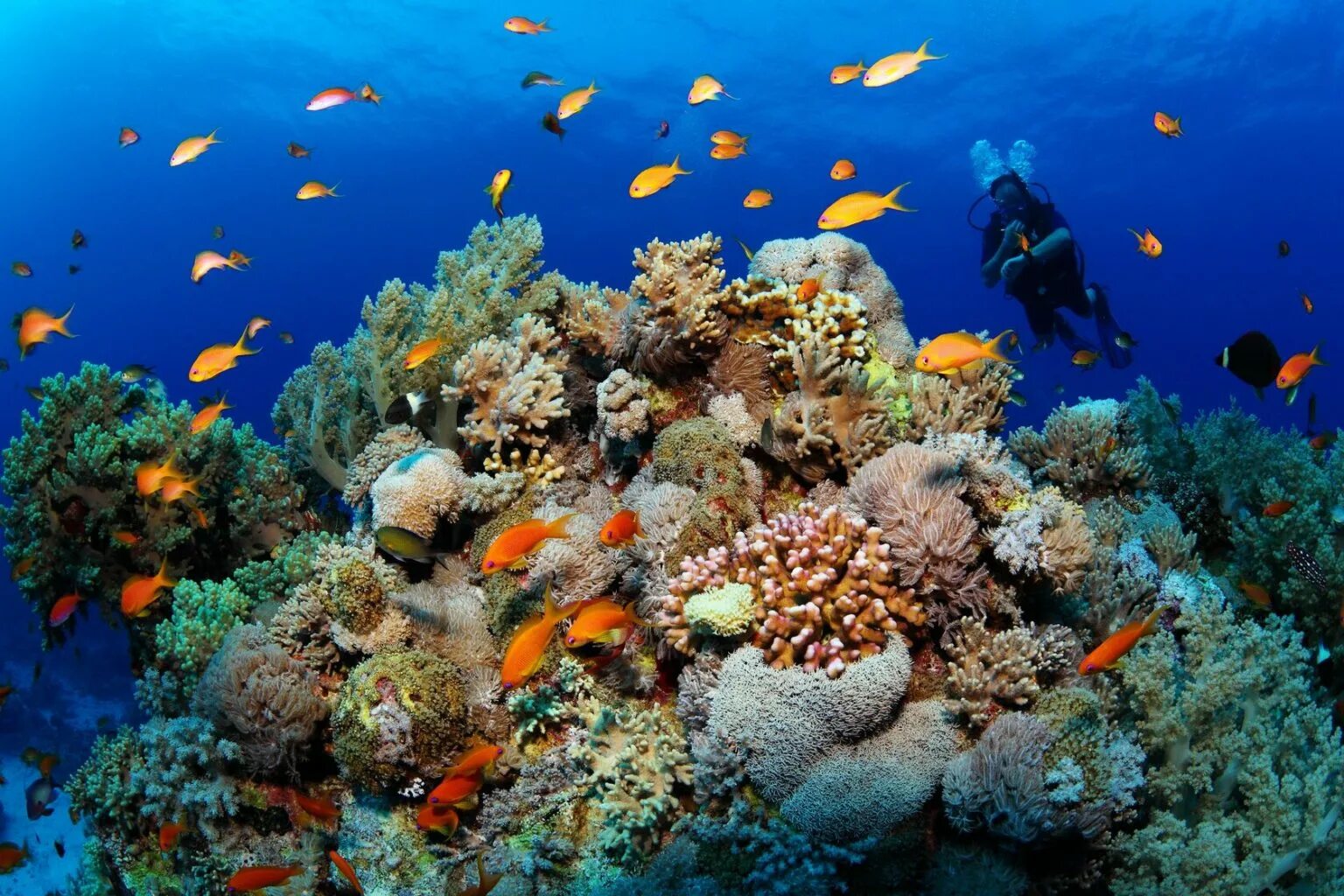 Направление красного моря. Коралловый риф хургада. коралловые рифы красного моря. красное море египет рифы. египет подводный мир красного моря.