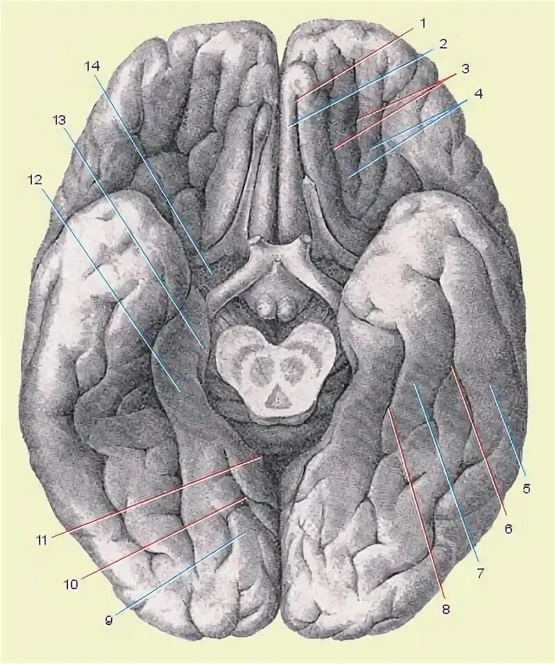Базальная поверхность головного мозга анатомия. Борозды и извилины головного мозга. Коллатеральная борозда головного мозга. Глазничные борозды – Sulci orbitales. Мозг снизу