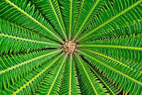 Plant impact