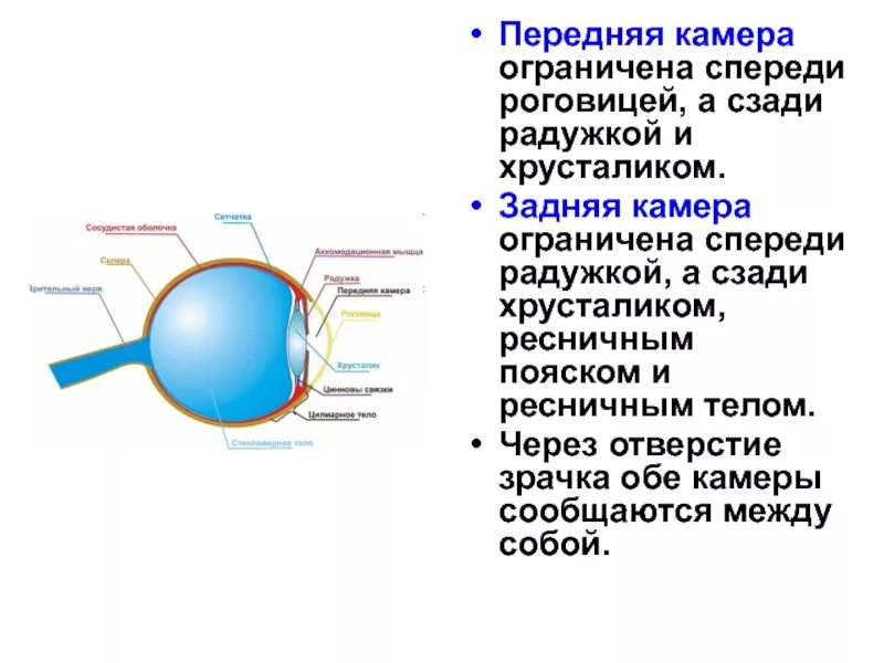 Функции передней камеры глаза. Задняя камера ограничена спереди. Задняя камера глазного яблока ограничена спереди:. Передняя и задняя камеры глаза.