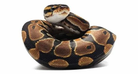 Cool python