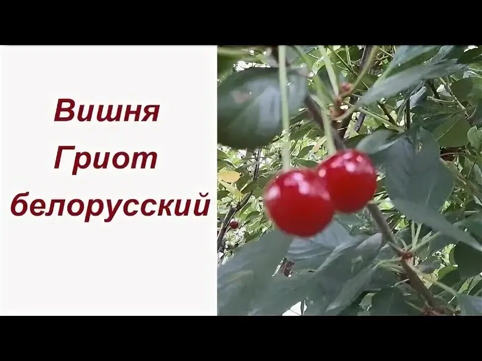 Черешня Радіца: опис сорту, фото, відгуки