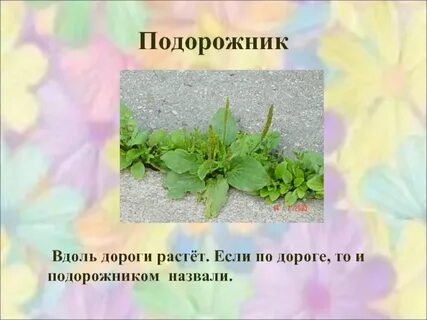 Почему растение подорожник так названо 2 класс
