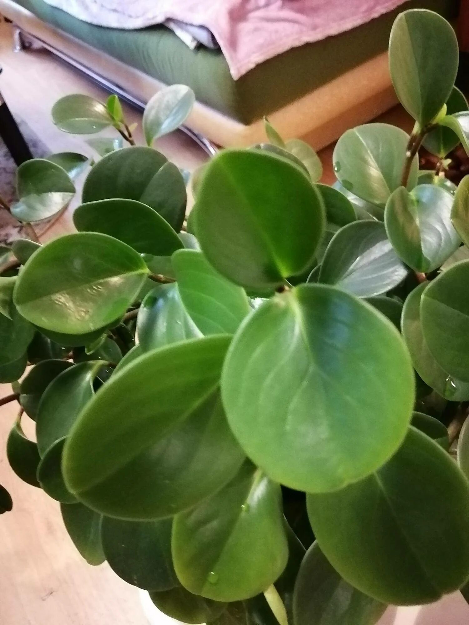 Peperomia obtusifolia (baby rubber plant) 2 Peperomia obtu. Flickr