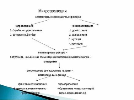Развитие как феномен