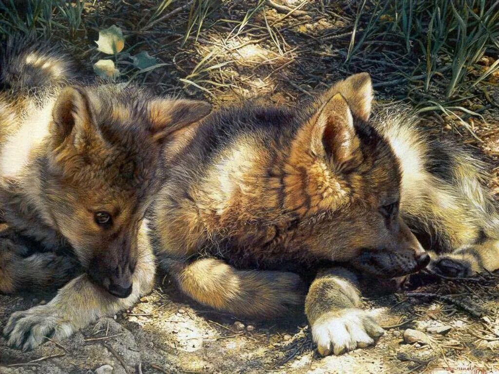 про маленького волчонка. неугомонные волчата. художник анималист брендерс.