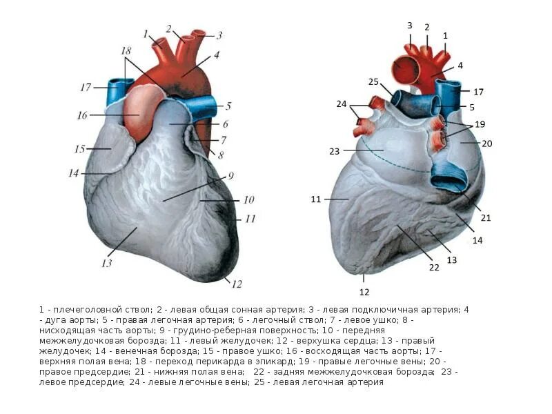 Строение сердца легочная Вена. Строение сердца легочный ствол. Сердце аорта легочный ствол. Легочный ствол и легочная Вена.