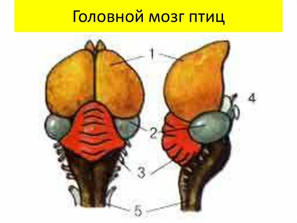 Гиперстриатум птиц. Промежуточный мозг у птиц. Головной мозг птицы анатомия. Средний мозг птиц. Строение отделов головного мозга птиц.