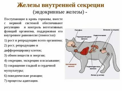 Функции железа у животных