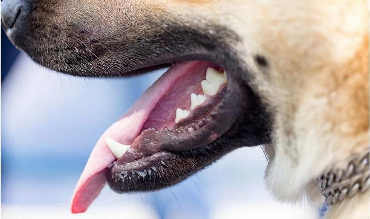 Собака с открытыми зубами и языком. Как открыть рот собаке