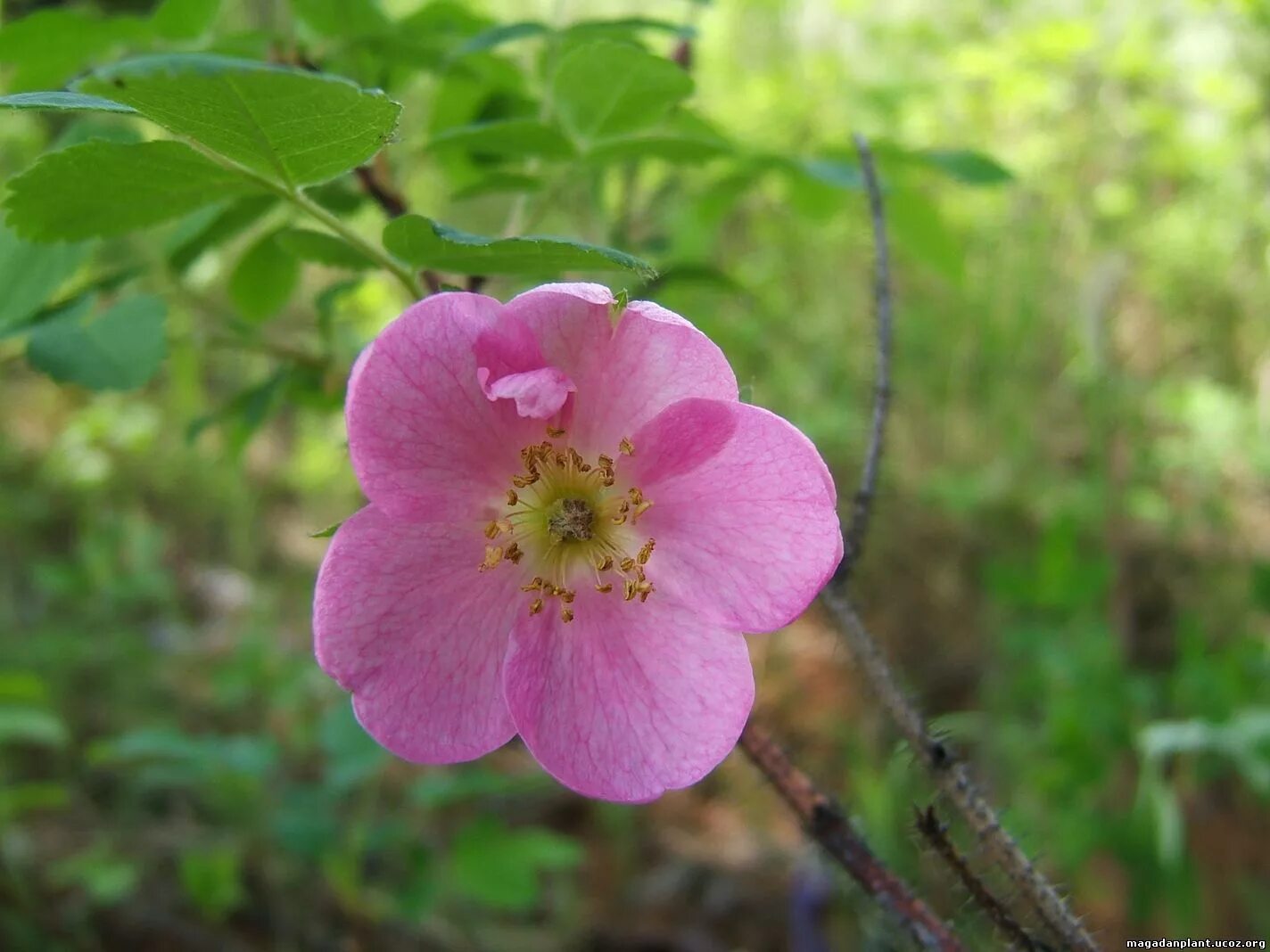 Плантариум малина обыкновенная. Rosaceae семейство. Шиповник полевой. Розоцветные картинки. Растения семейства розоцветные.