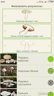 Приложение распознающее грибы