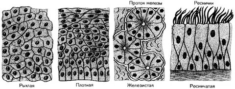 Рыхло плотный