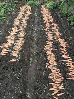 Грядка под морковь