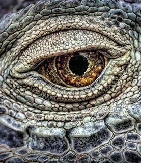 Lizard eye