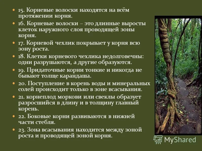корневой чехлик 3) корневой волосок. корневой чехлик зона роста. корневые волоски находятся. проводящая система корня. корневые волоски находятся.