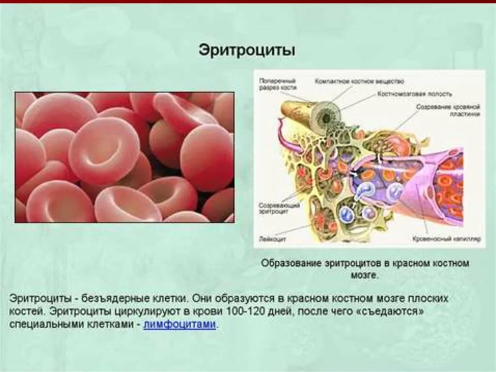 Образование эритроцитов в Красном костном мозге. Внутренняя среда организма. Эритроциты образуются в Красном костном мозге. Внутренняя среда организма образована.