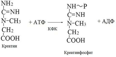 Креатинфосфат биохимия