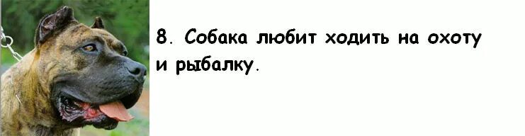 Собака вместо жены. Собака лучше жены. Холостяк завёл собаку. Я люблю собак. Рассказы муж жена собака