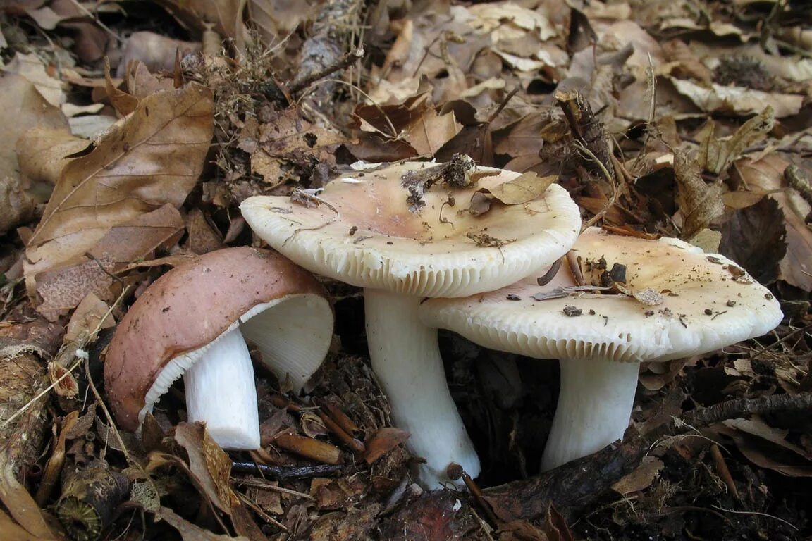 Сыроежка синявка. Сыроежка жгучеедкая (russula emetica). Виды сыроежек съедобных фото. Виды сыроежек съедобных фото. Сыроежка чешуйчатая фото.