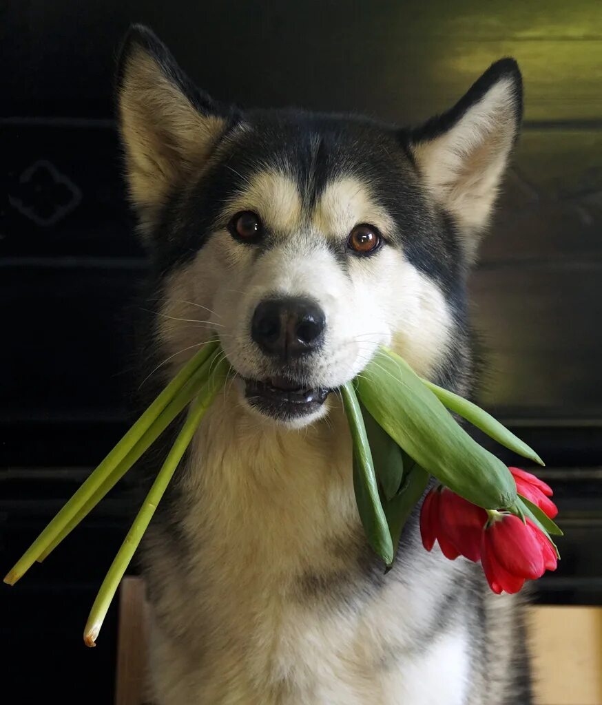 Акита маламут. Собака с цветами. Собака с цветами в зубах. Щенок с цветком. Кошка съела тюльпан