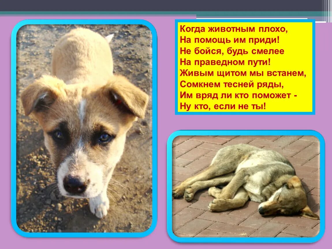 Плохие животные сообщение. Есть животных это плохо. Государство которое плохо относится к животным. Есть животных это плохо. Цитаты про животных.