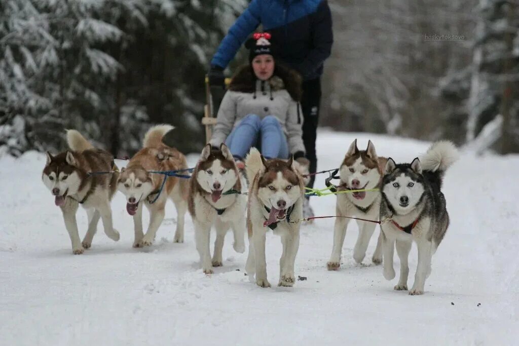 катание на собачьих упряжках спб. хаски в упряжке. сибирский хаски ездовая собака. сергиев посад катание на хаски. катание на собачьих упряжках спб.