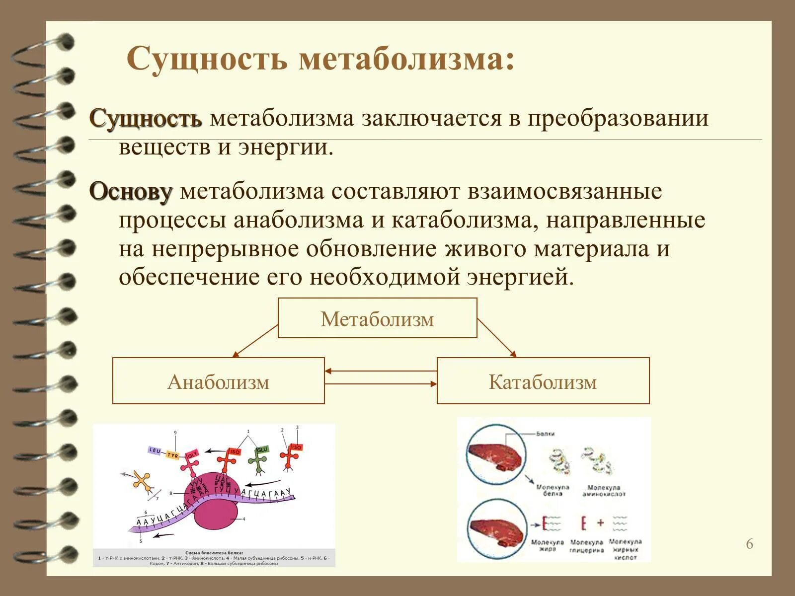 Обмен веществ человека биология. Сущность обмена веществ в организме человека. В чем сущность энергетического обмена у человека. В чем состоит сущность процессов энергетического обмена?. Процессы метаболизма в организме.