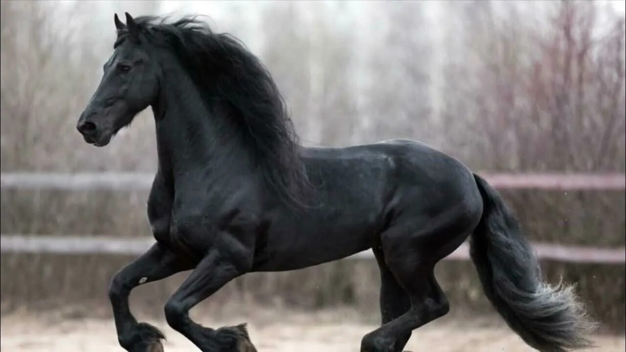 Когут Блэк Хорс. Фризская лошадь. Черный конь. Красивый черный конь. Про черного коня