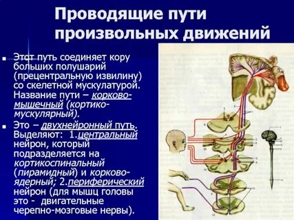 Последний нейрон двигательного проводящего пути расположен в
