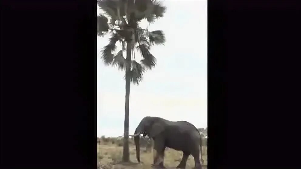 An elephant can climb