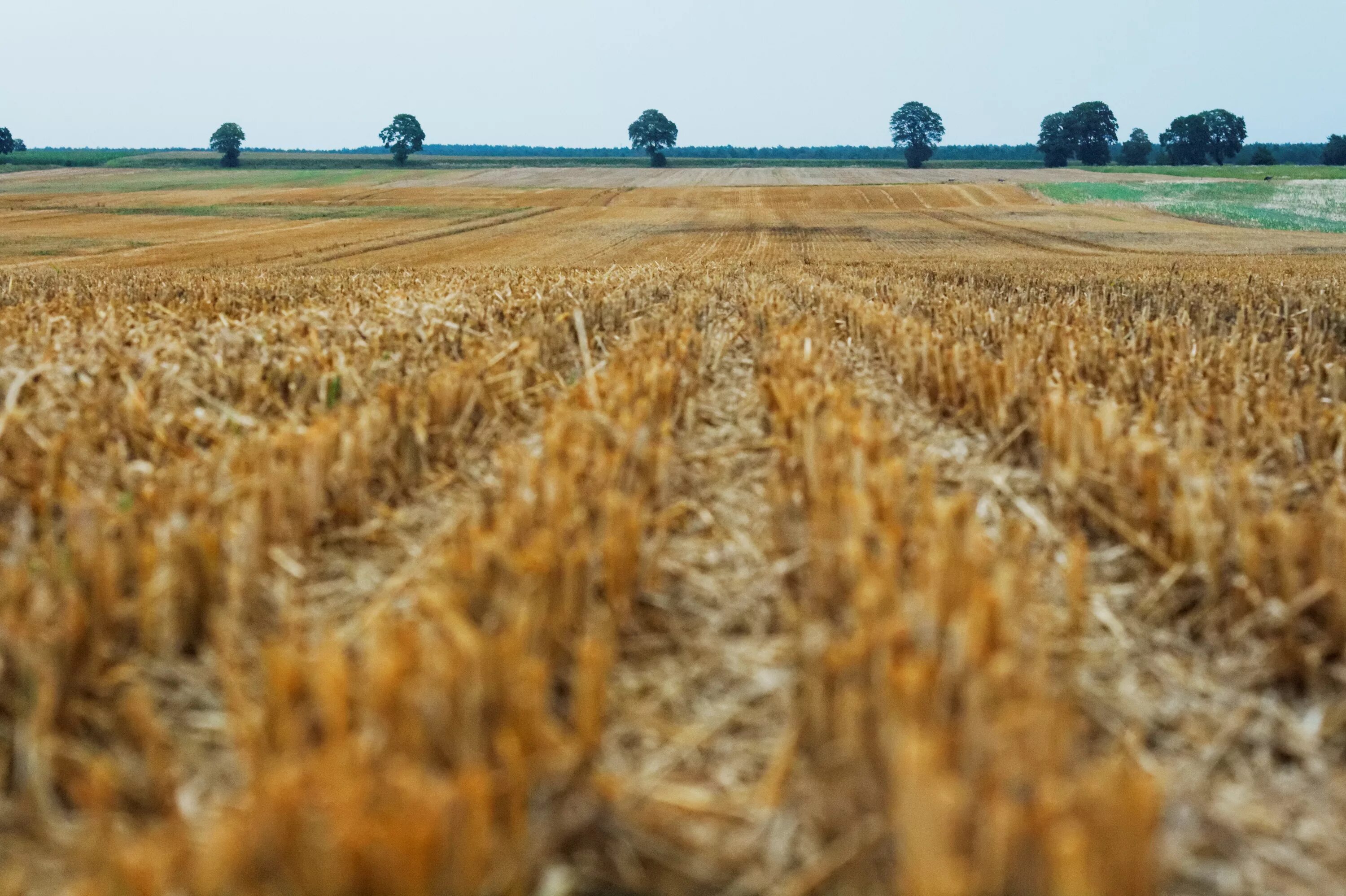 In northern india they harvest their wheat. Нива- засеянное поле, пашня.. Пшеничное поле Вангол. Аграрный поля сельское хозяйство вархаммер. Зерновые культуры поле.