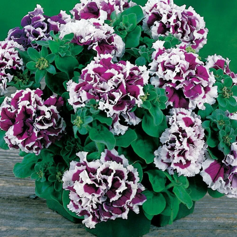 Петуния пируэт роуз. Петуния махровая пируэтт. Пируэт парпл f1 петуния. Петуния махровая пируэт. Петуния махровая многоцветковая f1 дуо роуз.