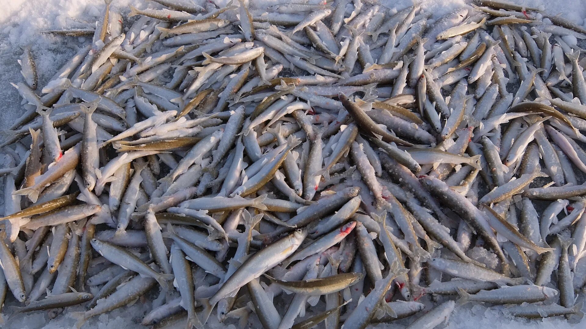 Снеток рыба. Корюшка ряпушка снеток. Корюшка огурцов. Корюшка енисей. Корюшка огурцов.