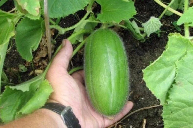 Огурдыня мацарин. Огурдыня абхазия. Фазано огурдыня. Огурдыня лартон f1. Acur овощ.