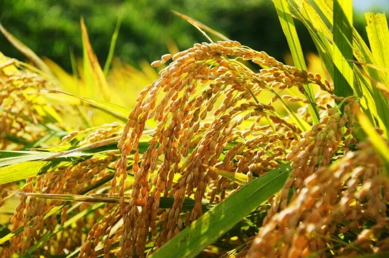 ячмень культура зерновая. тритикале бороздка. зерновая культура р. яровой ячмень+люцерна. зерновая культура р.