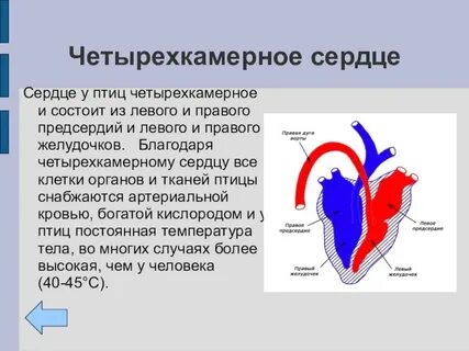 Сколько предсердий у сердца птиц