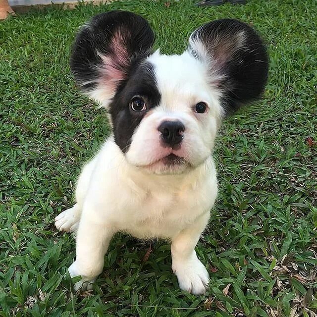 Aspiration Pneumonia in Dogs - What You Need to Know cute Dogs, French bulldog p