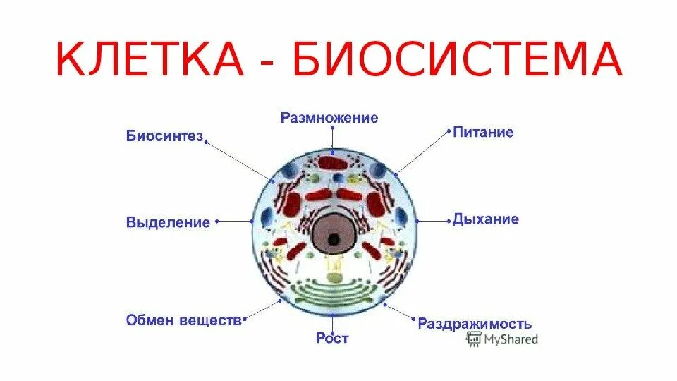 Схема клетка живая. Клетка Живая система схема 5 класс по биологии. Клетка Живая система 5 класс биология. Схема клетка Живая система 6 класс биология. Биосистема клетка.