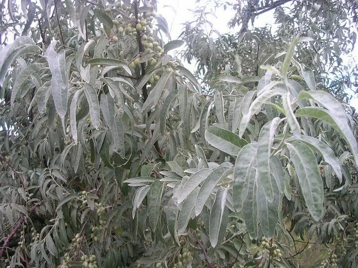 Деревья с белыми листьями с одной стороны