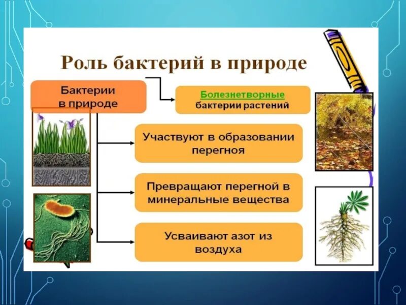 Бактерии в природе. Роль бактерий. Бактерии в природе и жизни человека. Роль бактерий в жизни человека. Таблица значений бактерий в природе и жизни