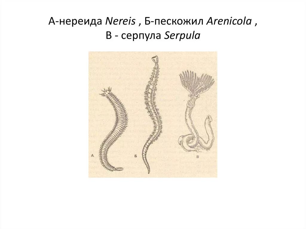 Нереида имеет сквозную систему. Внешнее строение пескожила. пескожил кольчатые черви. нереида червь строение. внешнее строение червя пескожил.