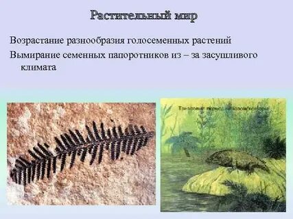 Первыми семенными растениями были