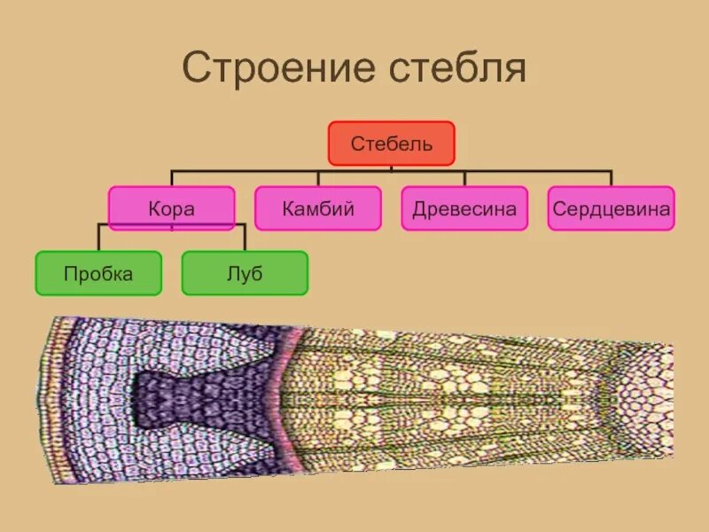 Клеточное строение стебля растения. Клеточное строение стебля растения