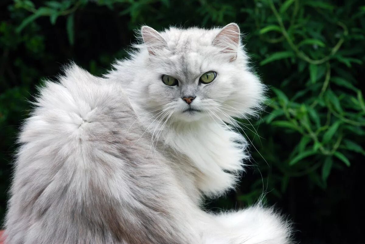 Серебристые породы кошек. Персидская шиншилла кошка. Сибирская Персидская шиншилла кошка. Белая Персидская шиншилла кошка. Персидская голубая шиншилла кошка.