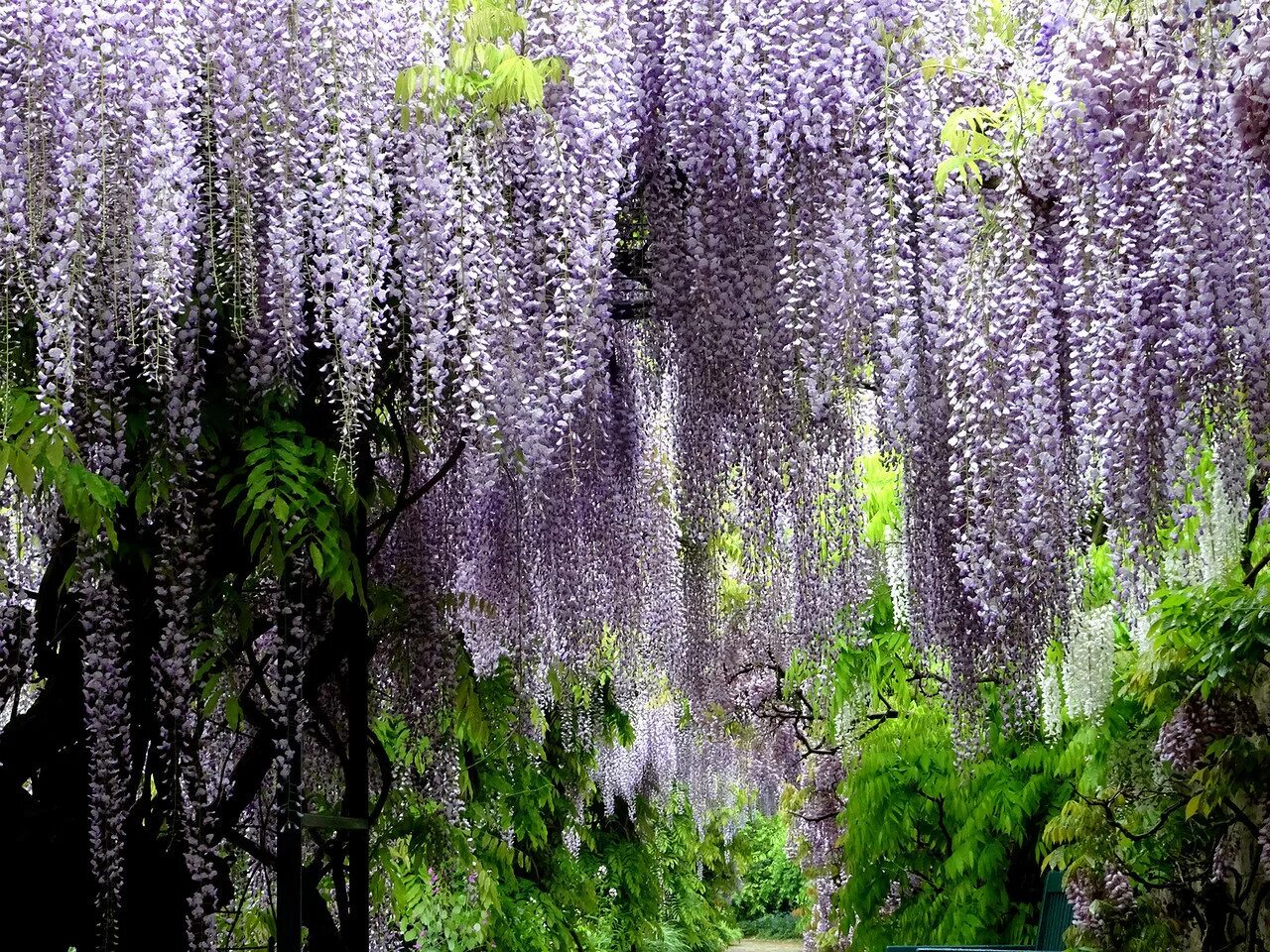 Глициния обильноцветущая. Глициния обильноцветущая. Глициния древовидная. Глициния китайская блю сапфир. Глициния в абхазии.