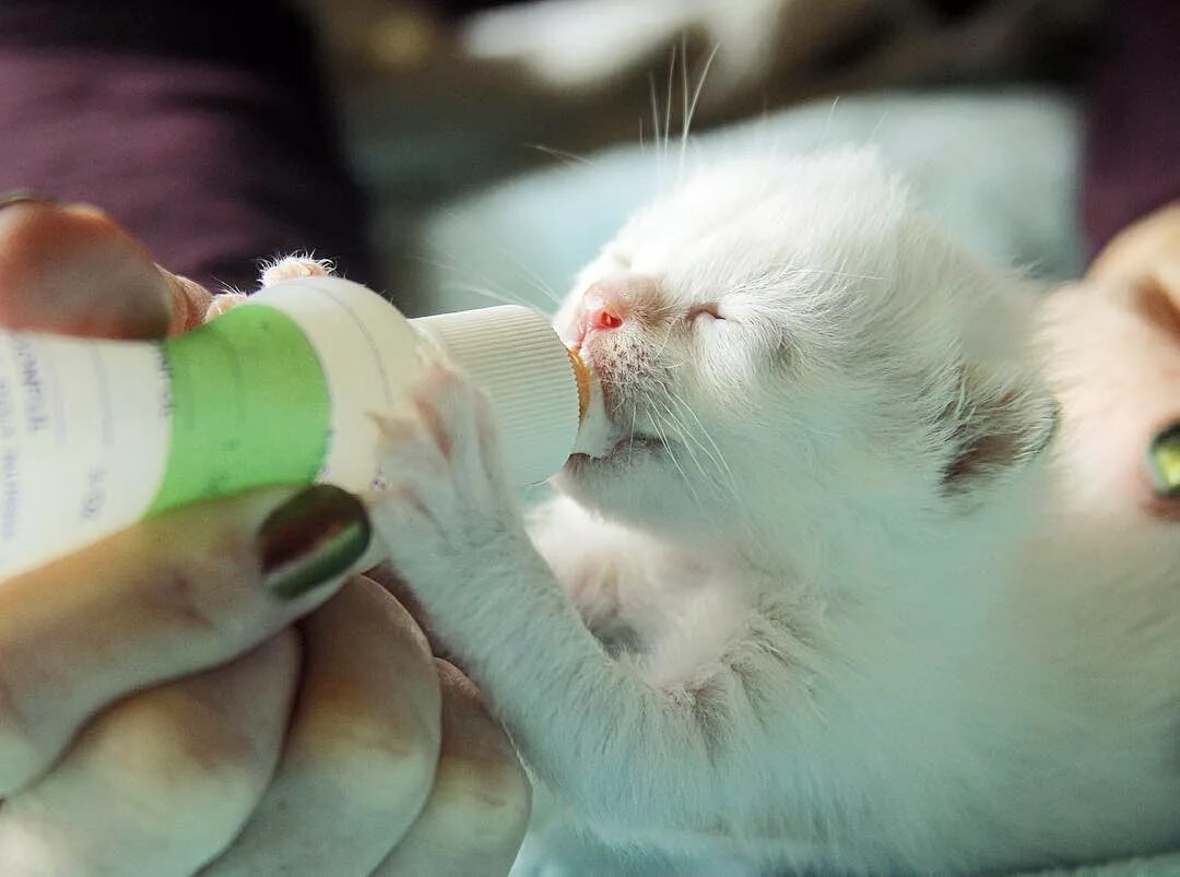 Новорожденные котята. Вскармливание новорожденных котят. Искусственное вскармливание котят. Новорожденный котенок. Вскармливание котенка