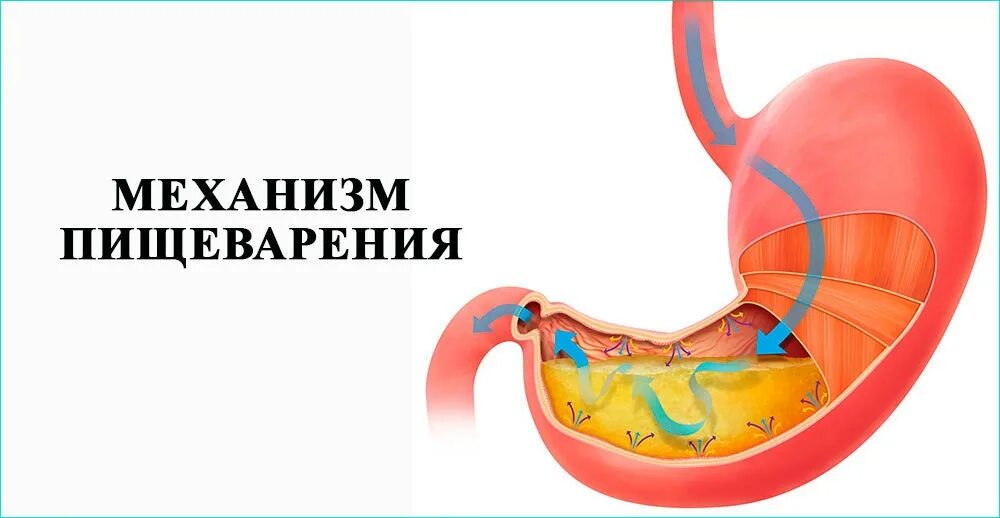 Основные органы пищеварительной системы человека. Механизм пищеварения видео. Механизм регуляции пищеварительной системы. Механизмы пищеварения. Механизмы пищеварения.