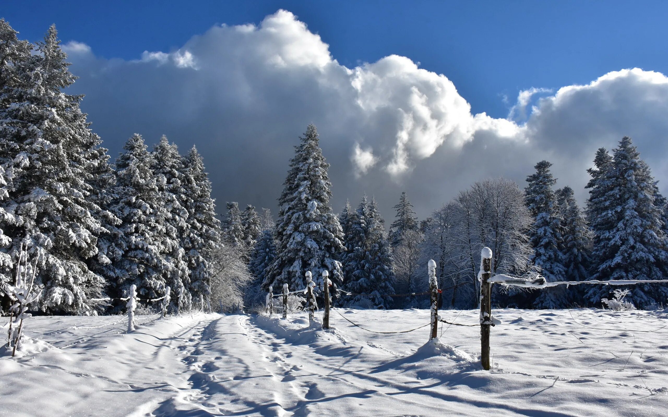 Top winter
